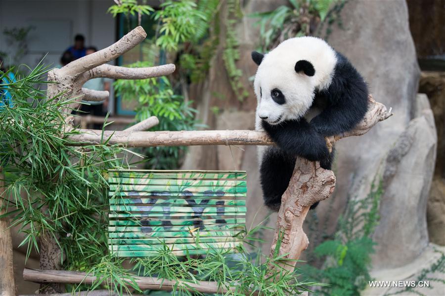 MALAYSIA-KUALA LUMPUR-GIANT PANDA CUB-NAMING-YI YI