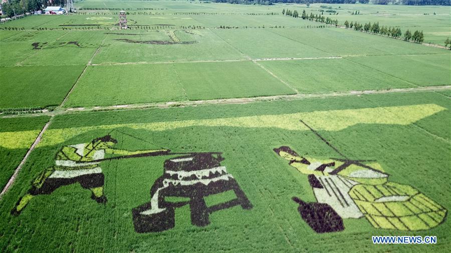 CHINA-ANHUI-RICE PADDY FIELD-ART (CN)