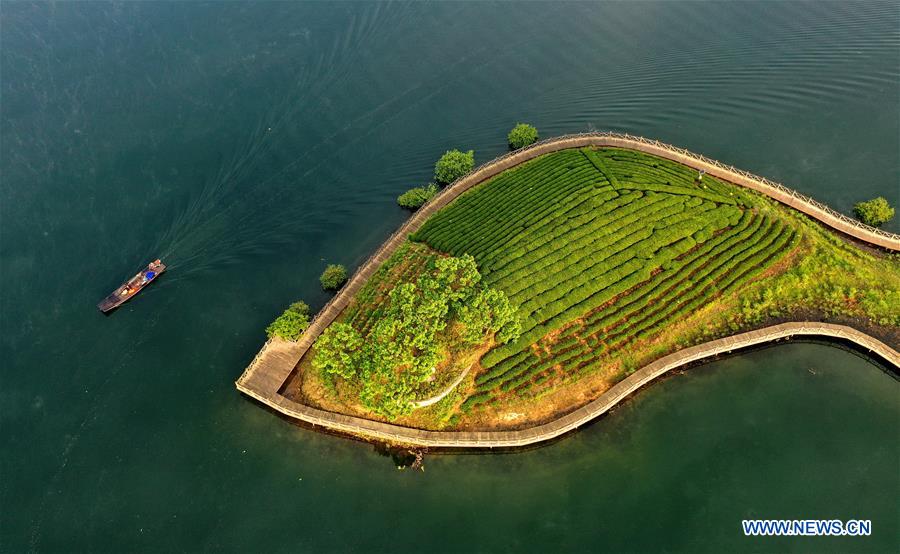 CHINA-ANHUI-LU'AN-TEA GARDEN-SCENERY (CN)