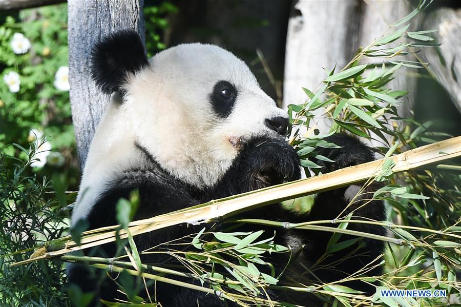 AUSTRIA-VIENNA-GIANT PANDA