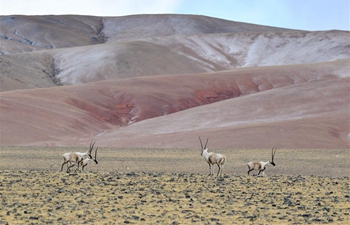 Tibetan antelopes seen in Qiangtang National Nature Reserve