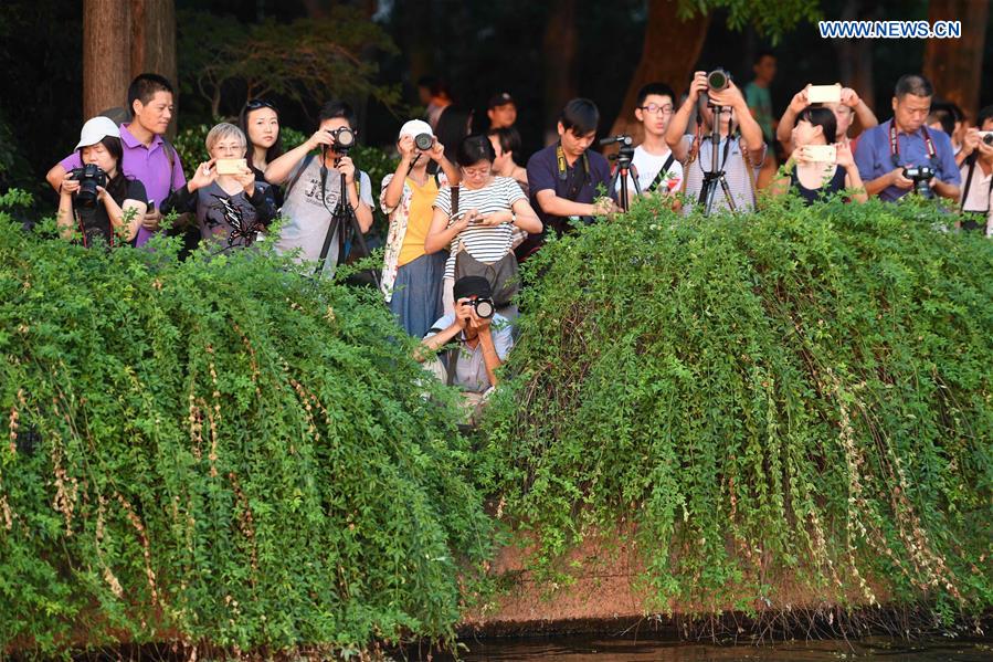 CHINA-HANGZHOU-LEIFENG PAGODA-SCENERY(CN)