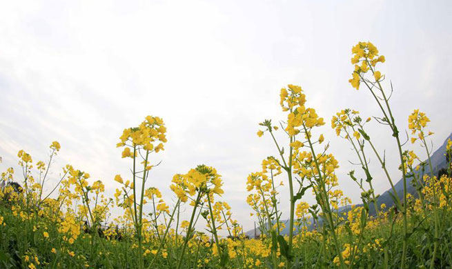 Flowers blossom at day of "Lichun" across China