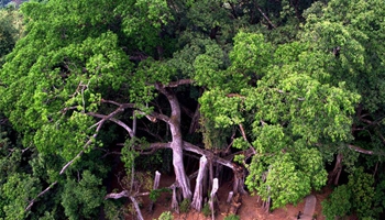 Tourists view huge banyan trees in SW China's Yunnan