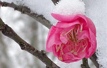 Snow covers plum blossoms in Nanjing