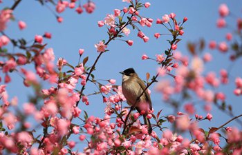 Birds in spring