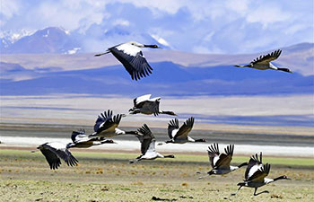 In pics: black-necked cranes in Doqen Co (Lake), Tibet