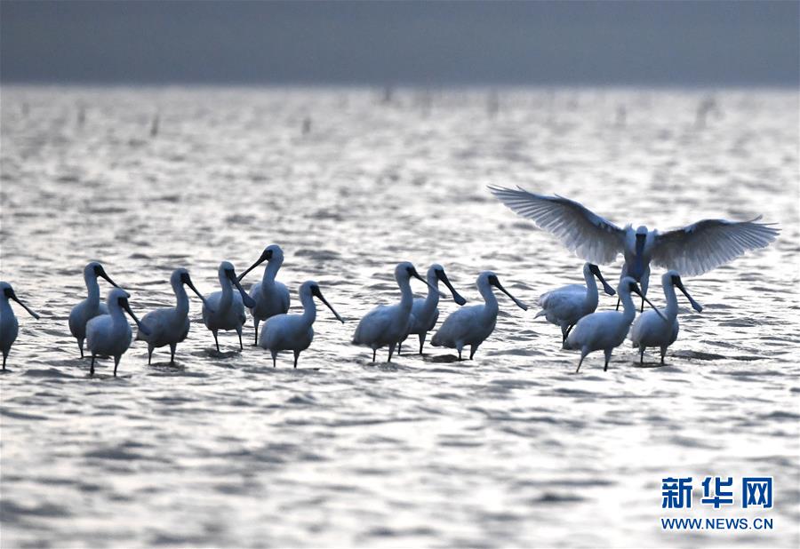 （图文互动）（4）十年树木、红树成林——“海上森林”回归记