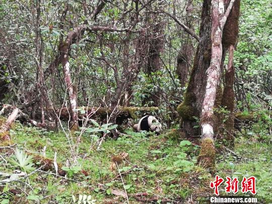 四川黄龙自然?；で?次发现野生大熊猫踪迹