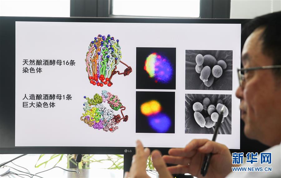 （新华全媒头条·图文互动）（3）人造单条染色体真核细胞问世　我国开启合成生物学研究新时代