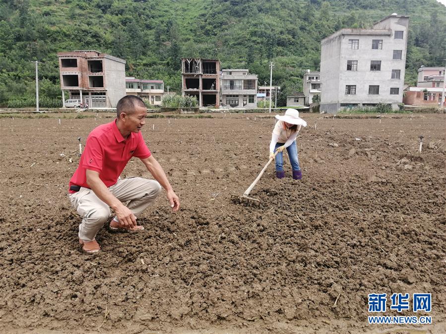 （决战决胜脱贫攻坚·图文互动）（2）贵州：农业保险“花小钱”保收入稳市场