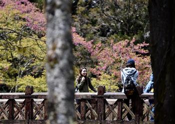 阿里山迎来赏花季